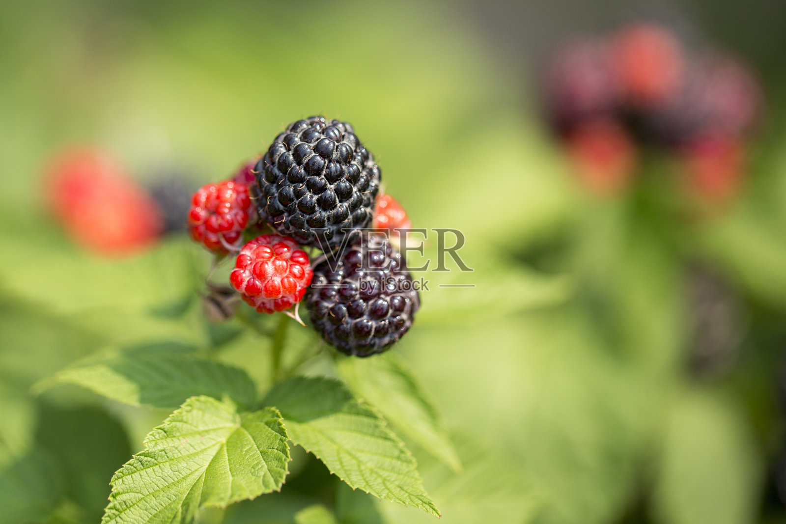 树莓照片摄影图片