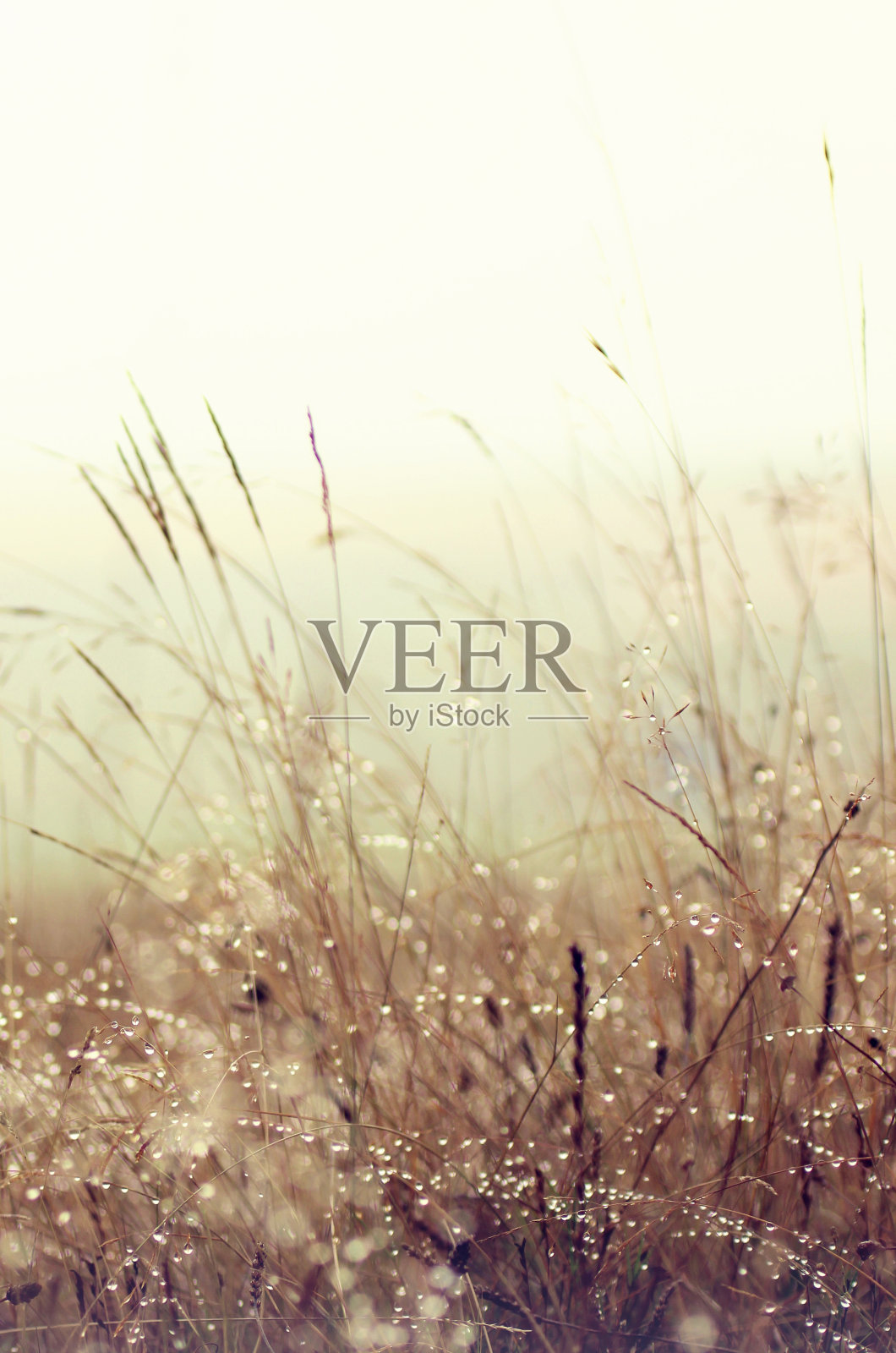 喷泉草照片摄影图片