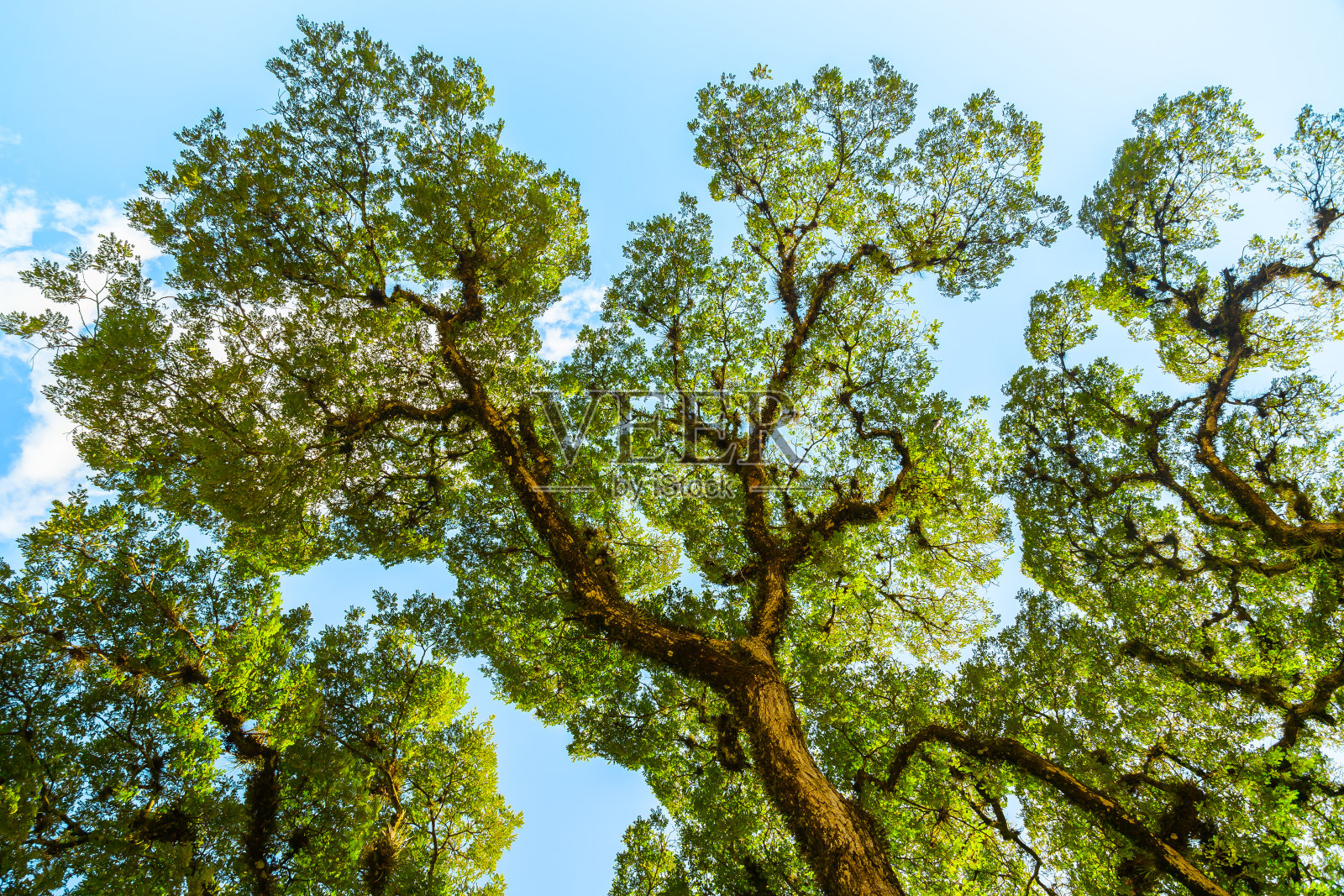 巨大的树顶照片摄影图片