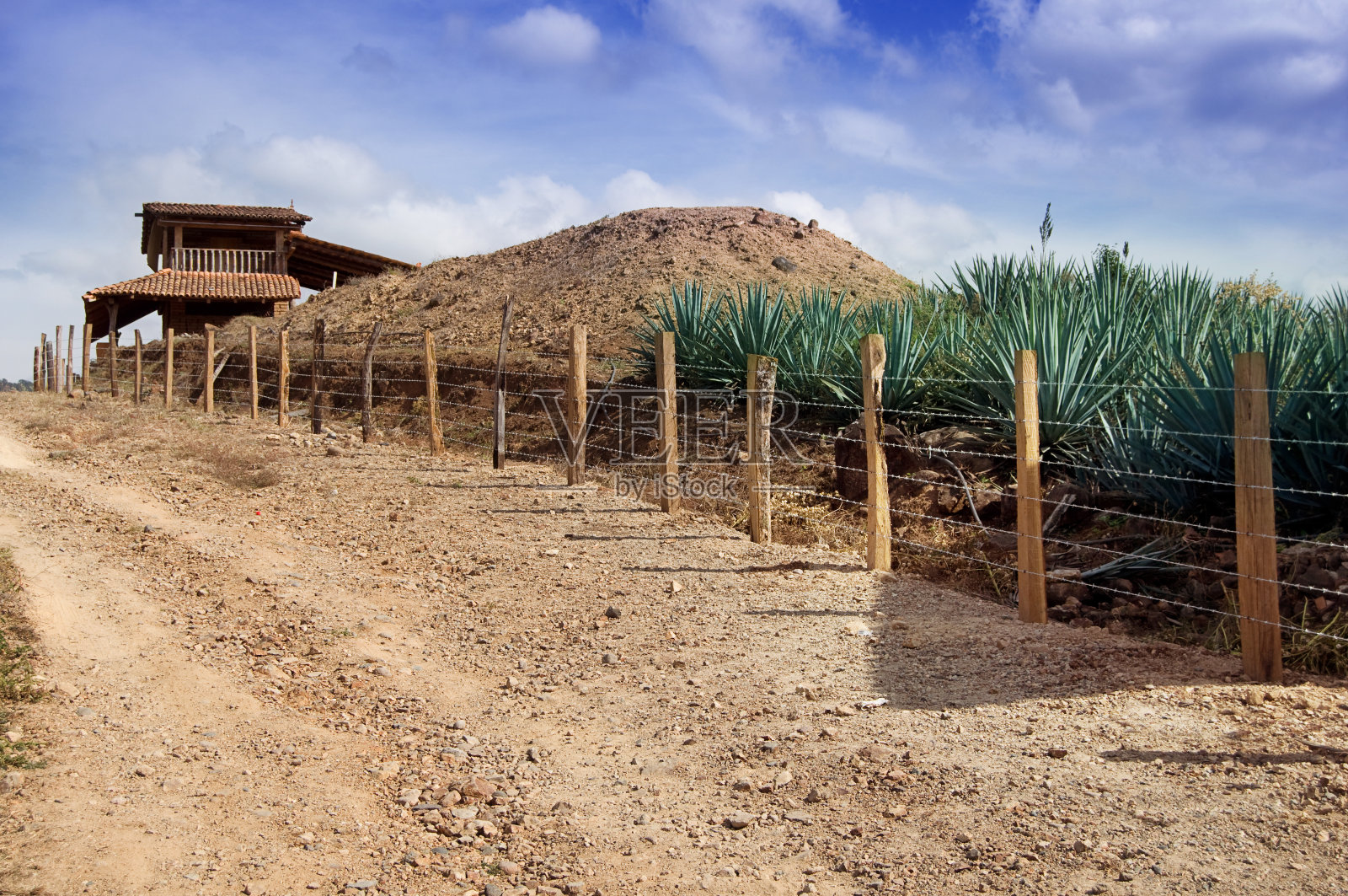 小龙舌兰酒厂的蓝色龙舌兰仙人掌照片摄影图片