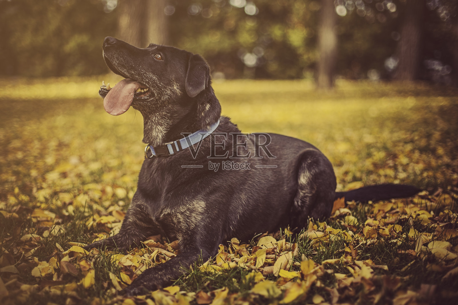 黑色的实验室照片摄影图片