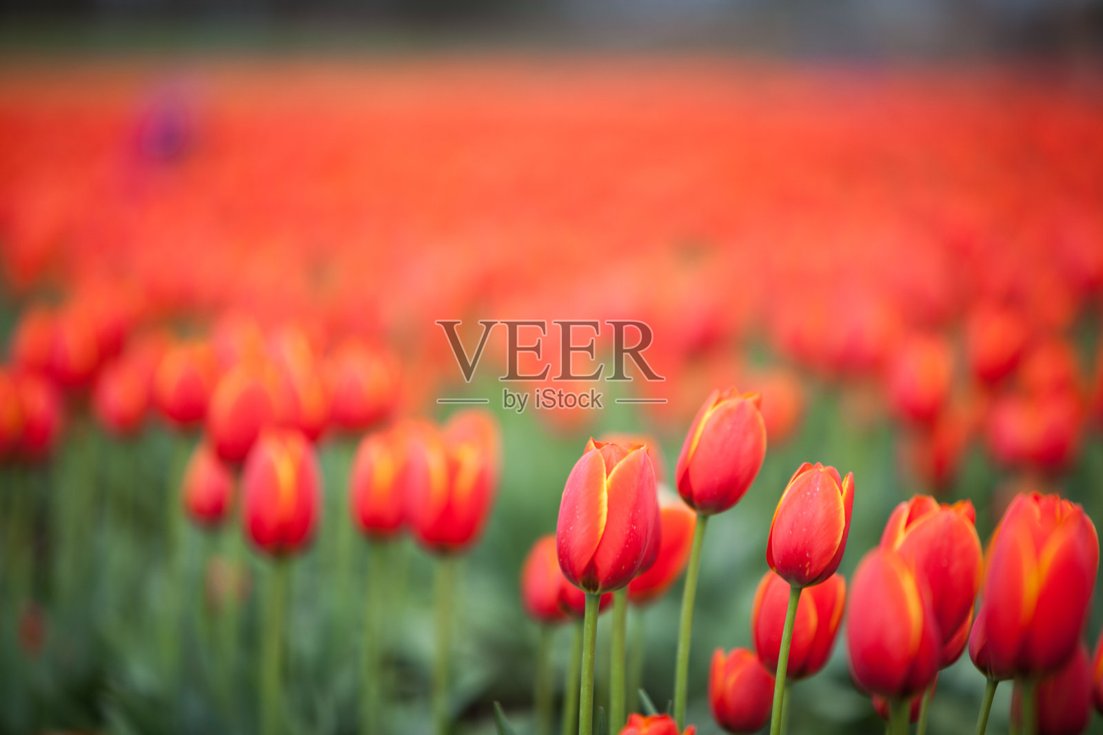 近距离的郁金香在一个领域。照片摄影图片