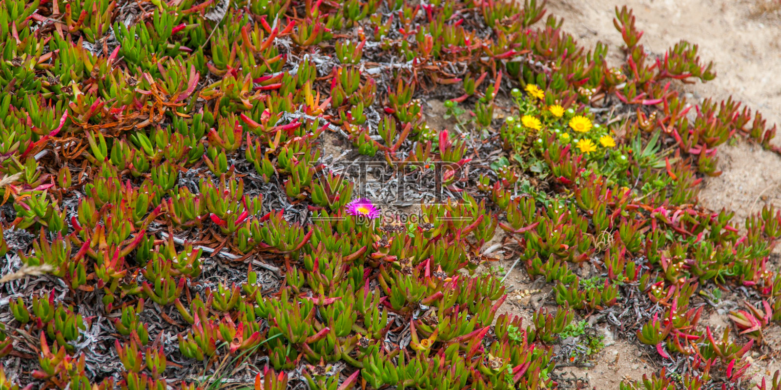 雷斯岬国家海岸照片摄影图片