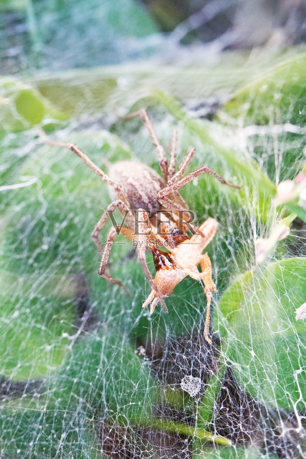 漏斗编织草蜘蛛捉小蚱蜢照片摄影图片