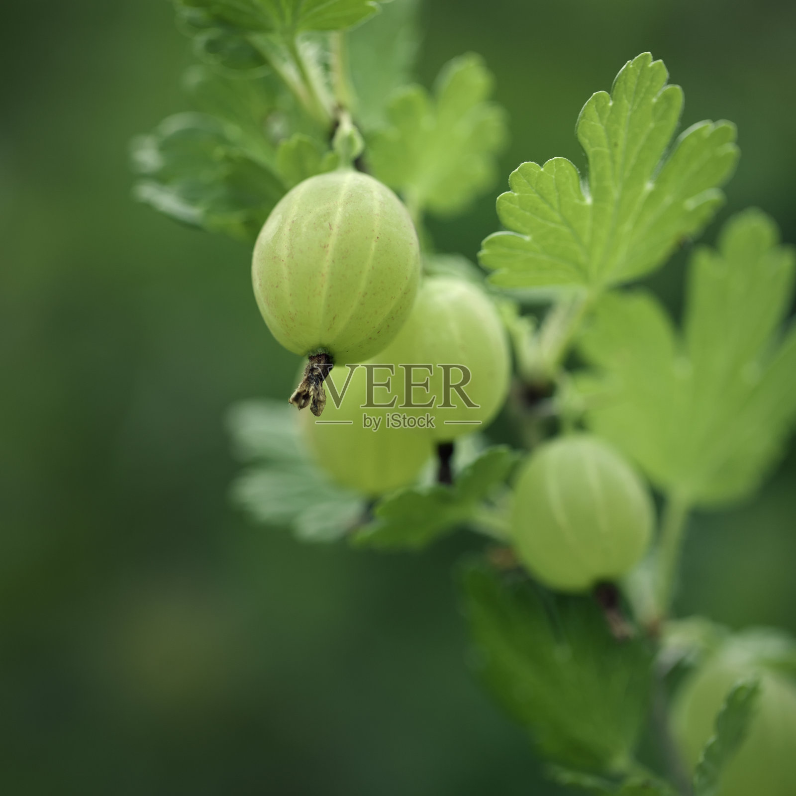 绿色醋栗照片摄影图片