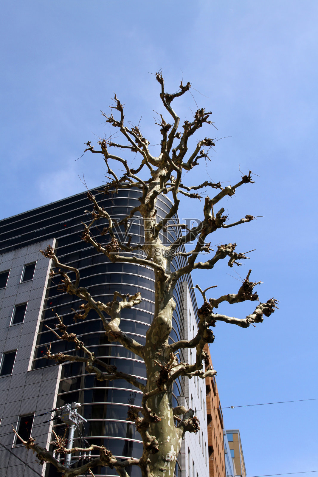 生的树照片摄影图片