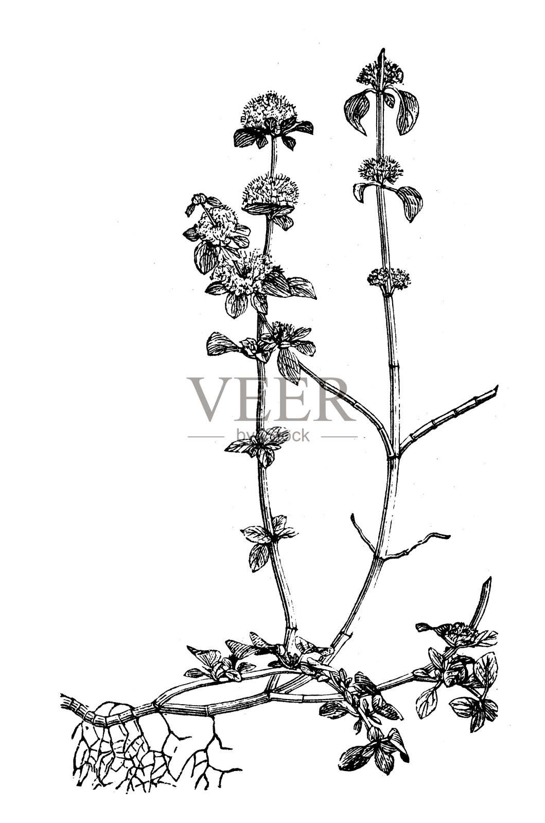 薄荷古玩插图(薄荷)设计元素图片