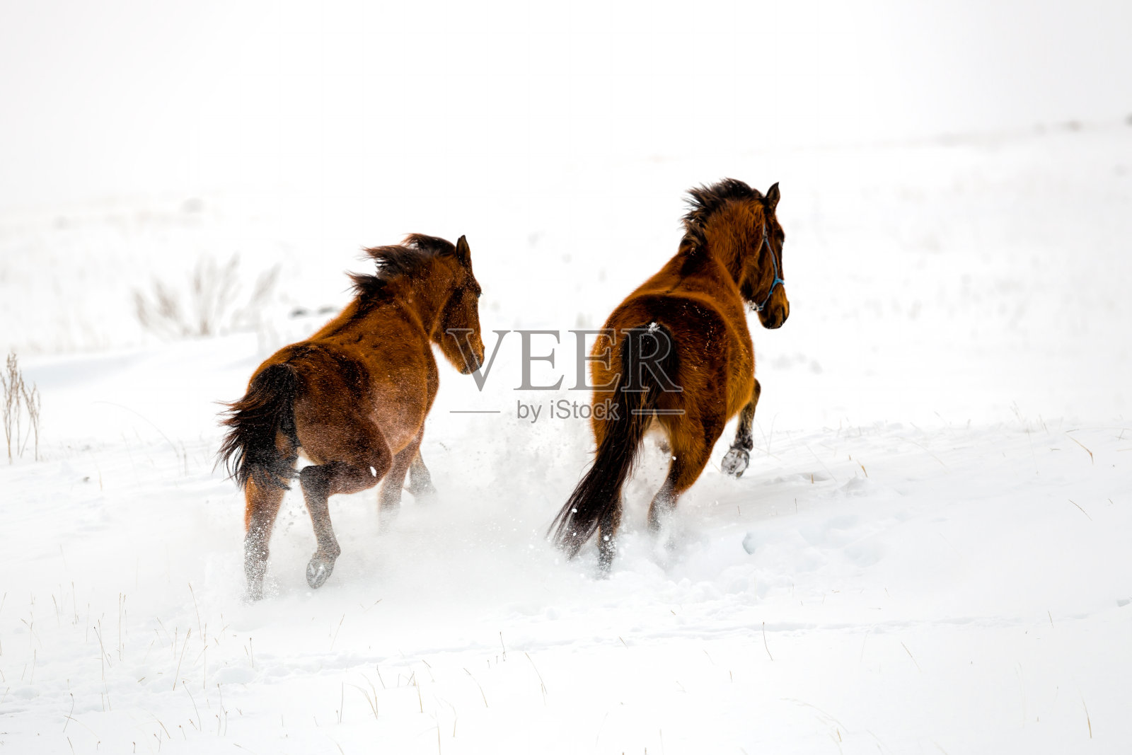 马在冬天疾驰照片摄影图片