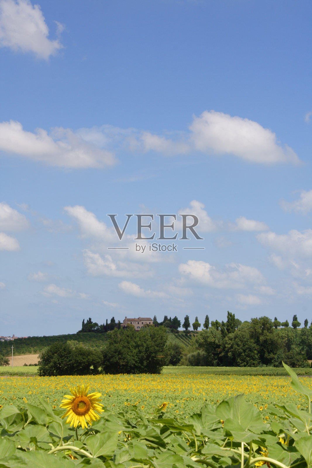 向日葵山照片摄影图片