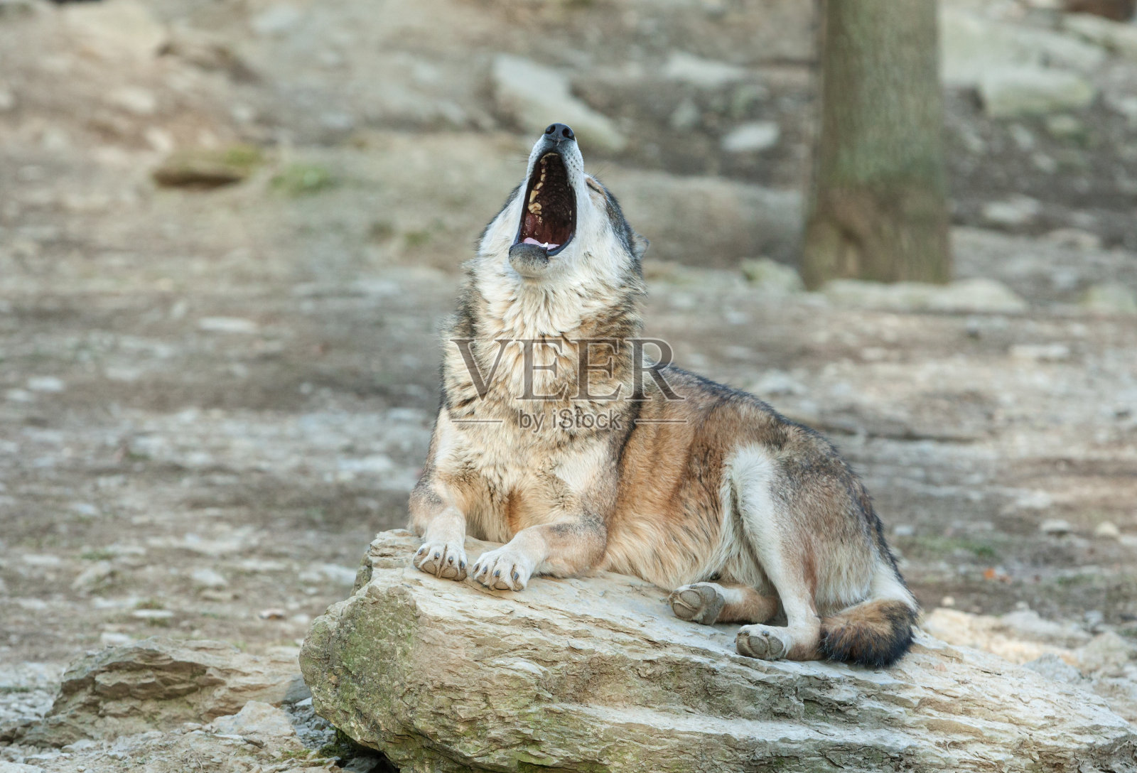 咆哮的狼照片摄影图片
