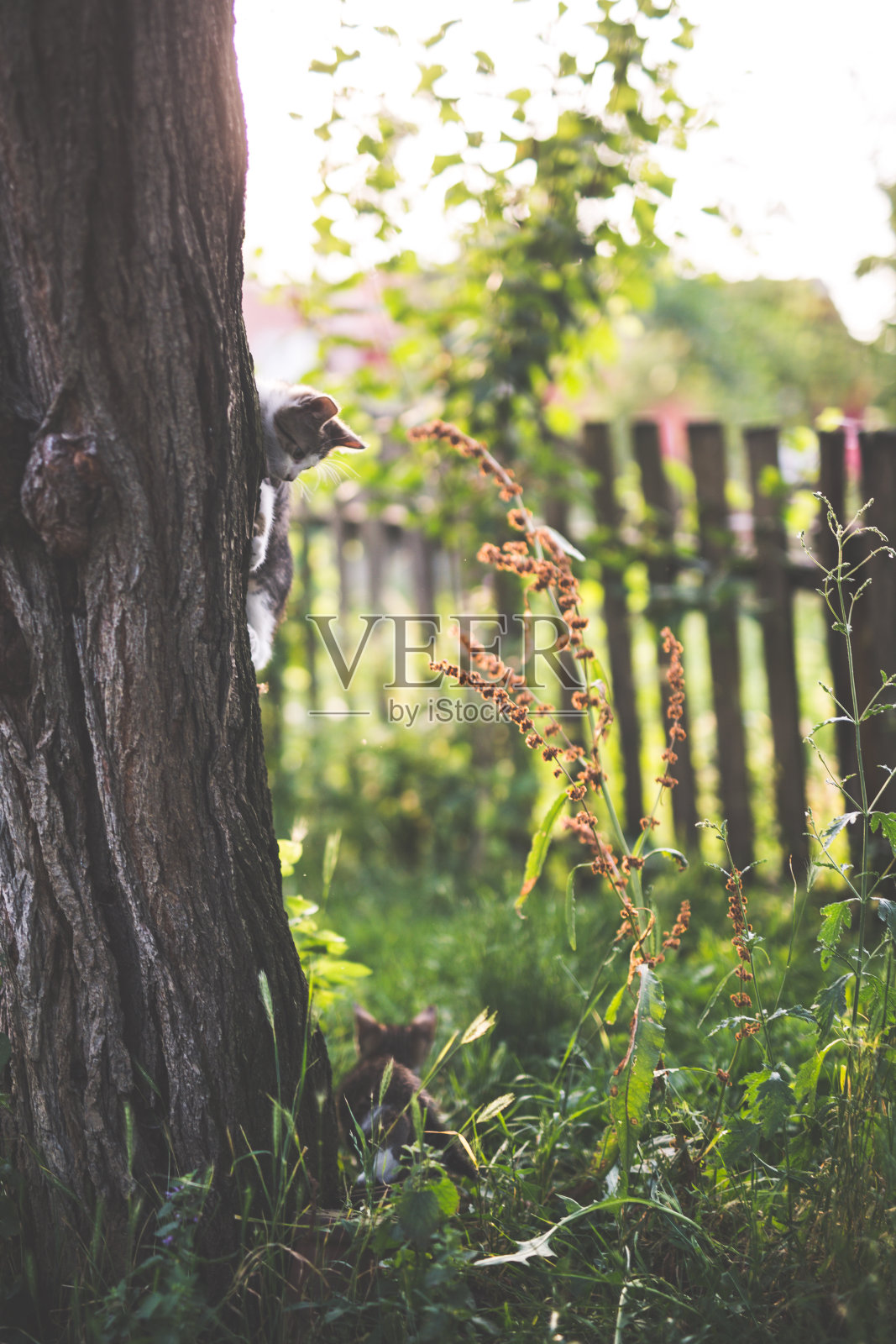 小猫玩照片摄影图片