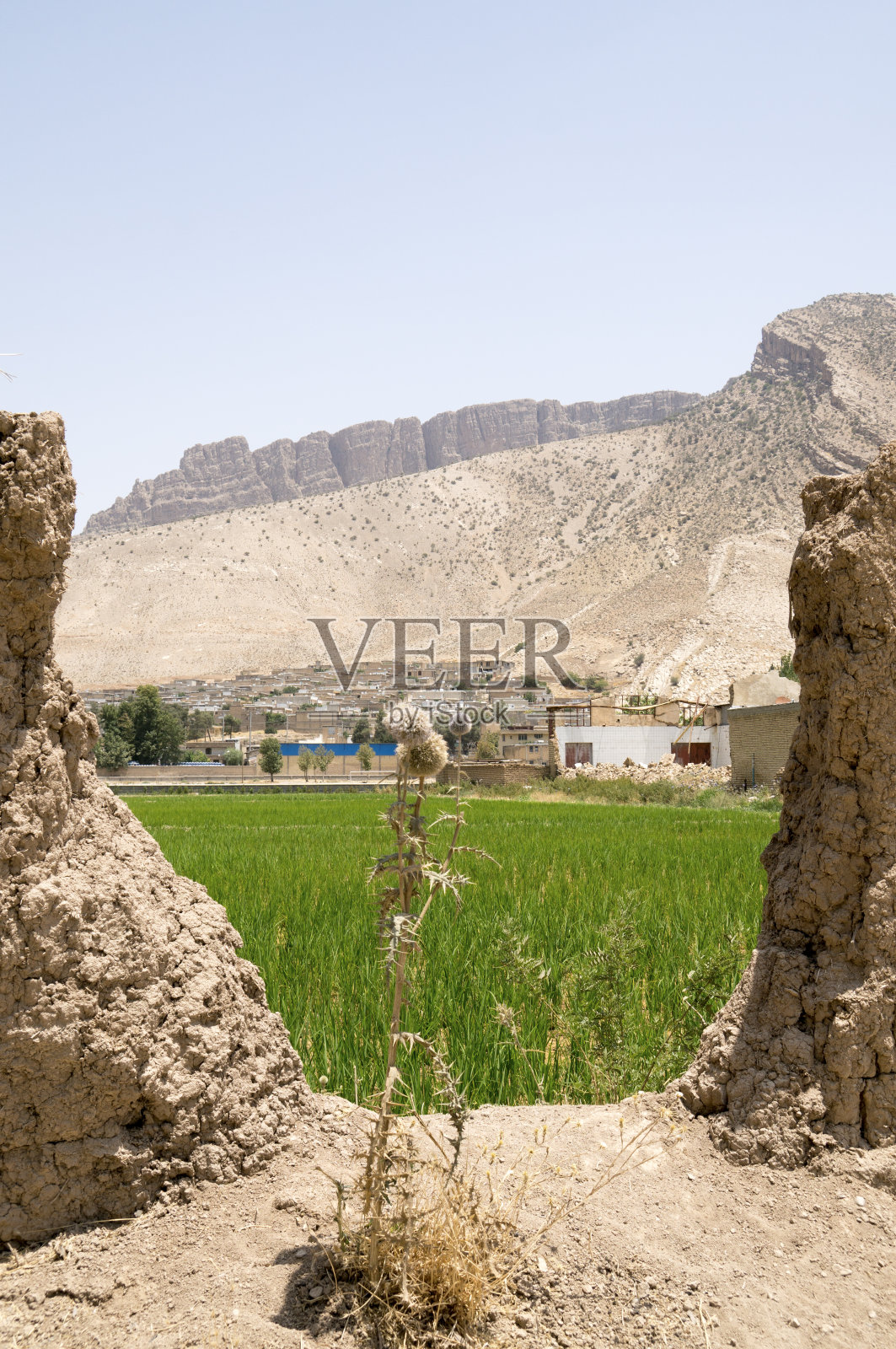 伊朗稻田照片摄影图片