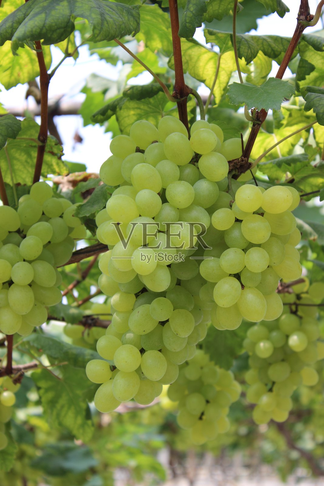 葡萄园照片摄影图片