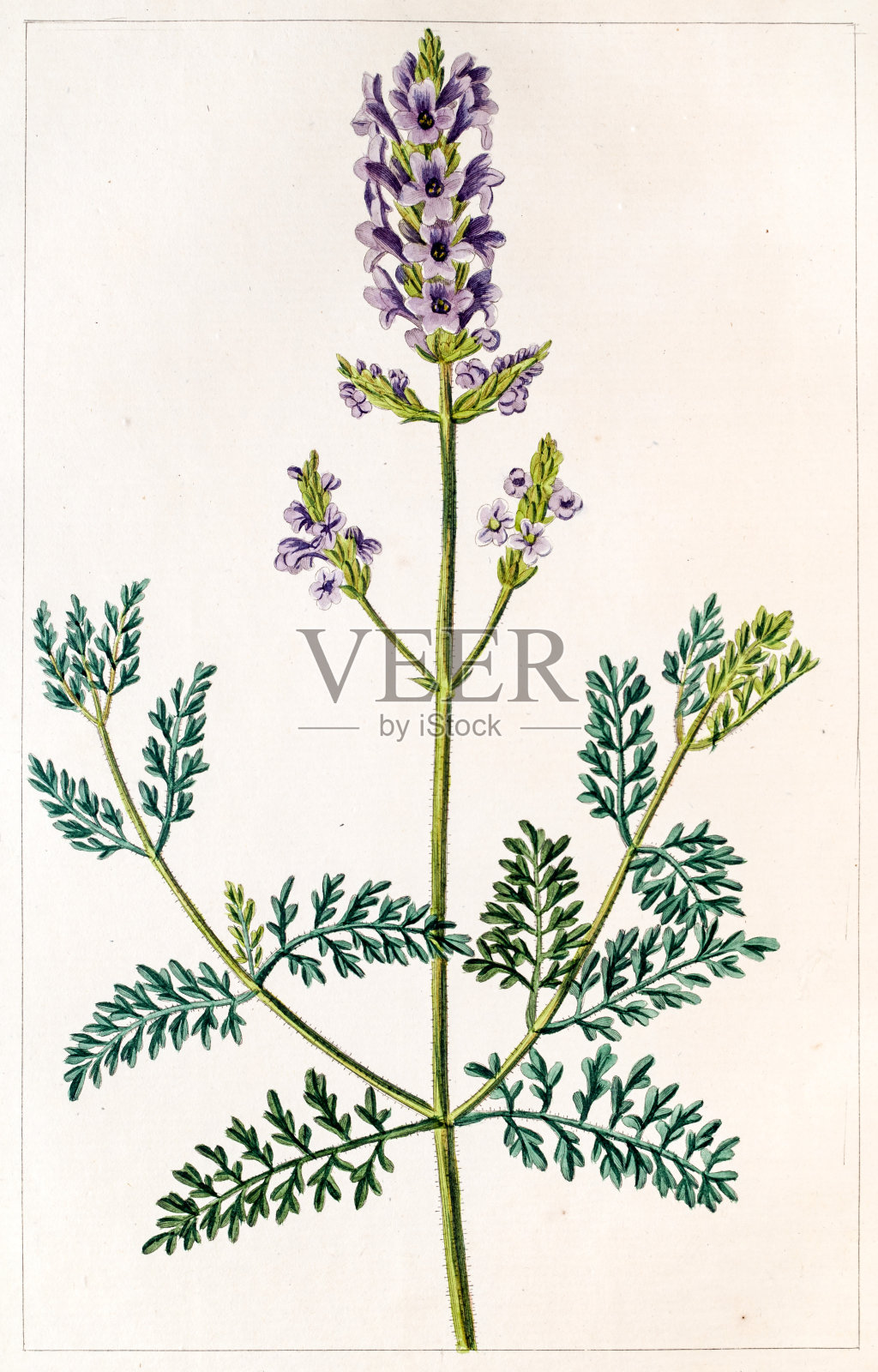 薰衣草古董植物版画设计元素图片