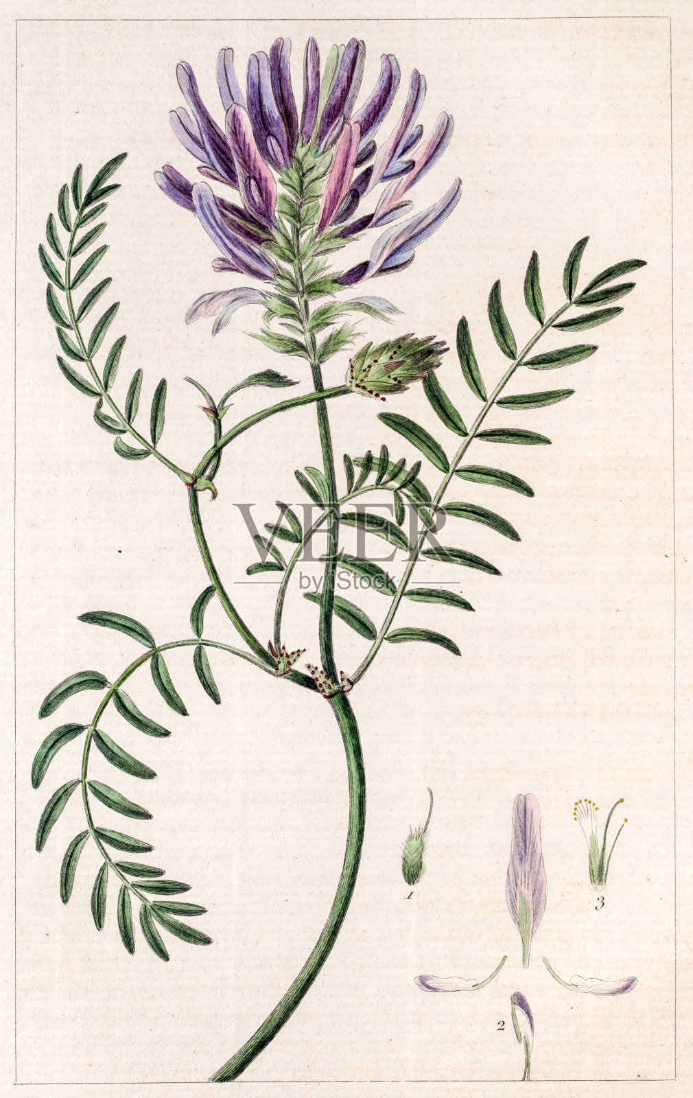 黄芪古植物雕刻插画图片素材