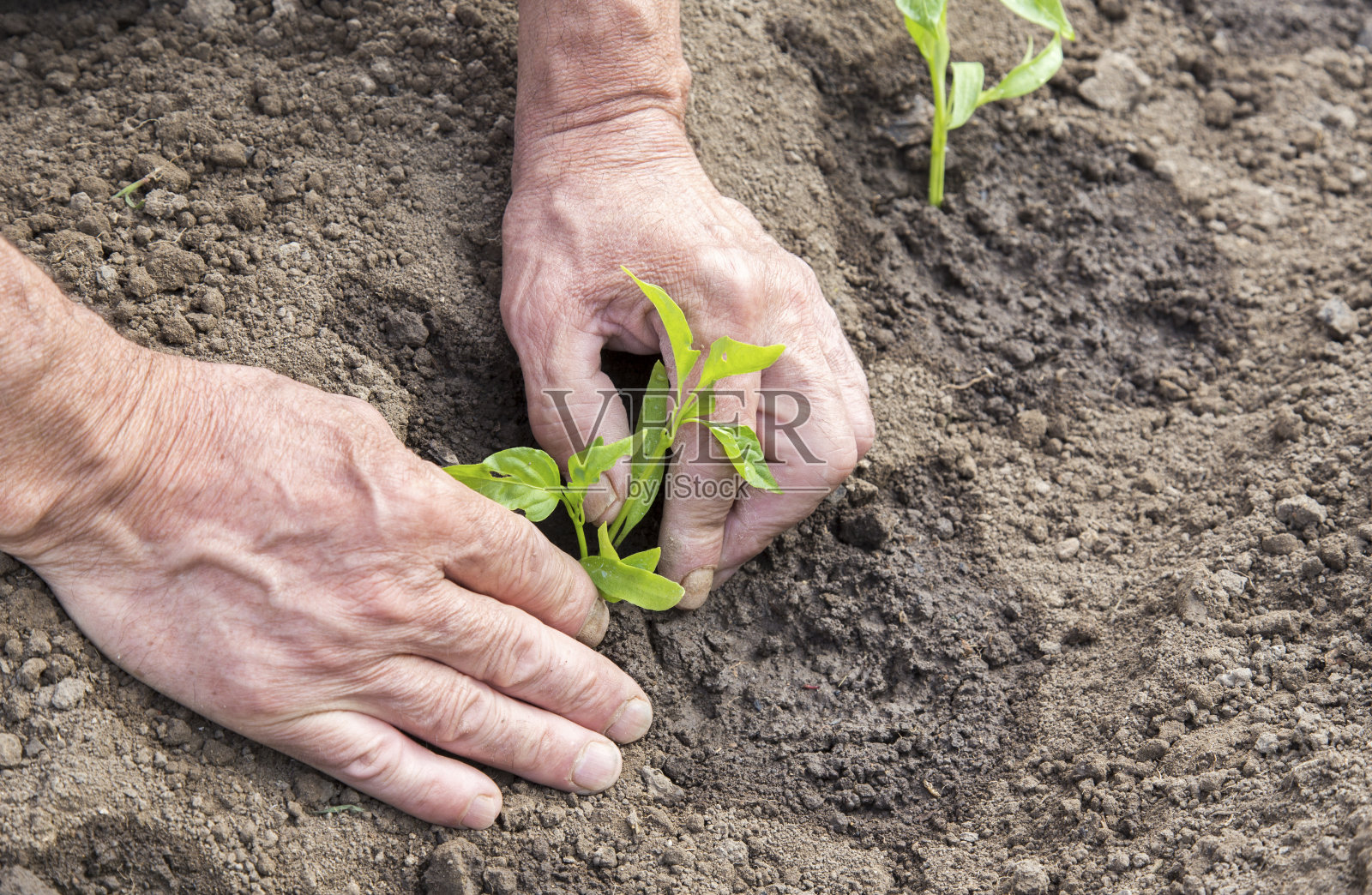 番茄幼苗照片摄影图片