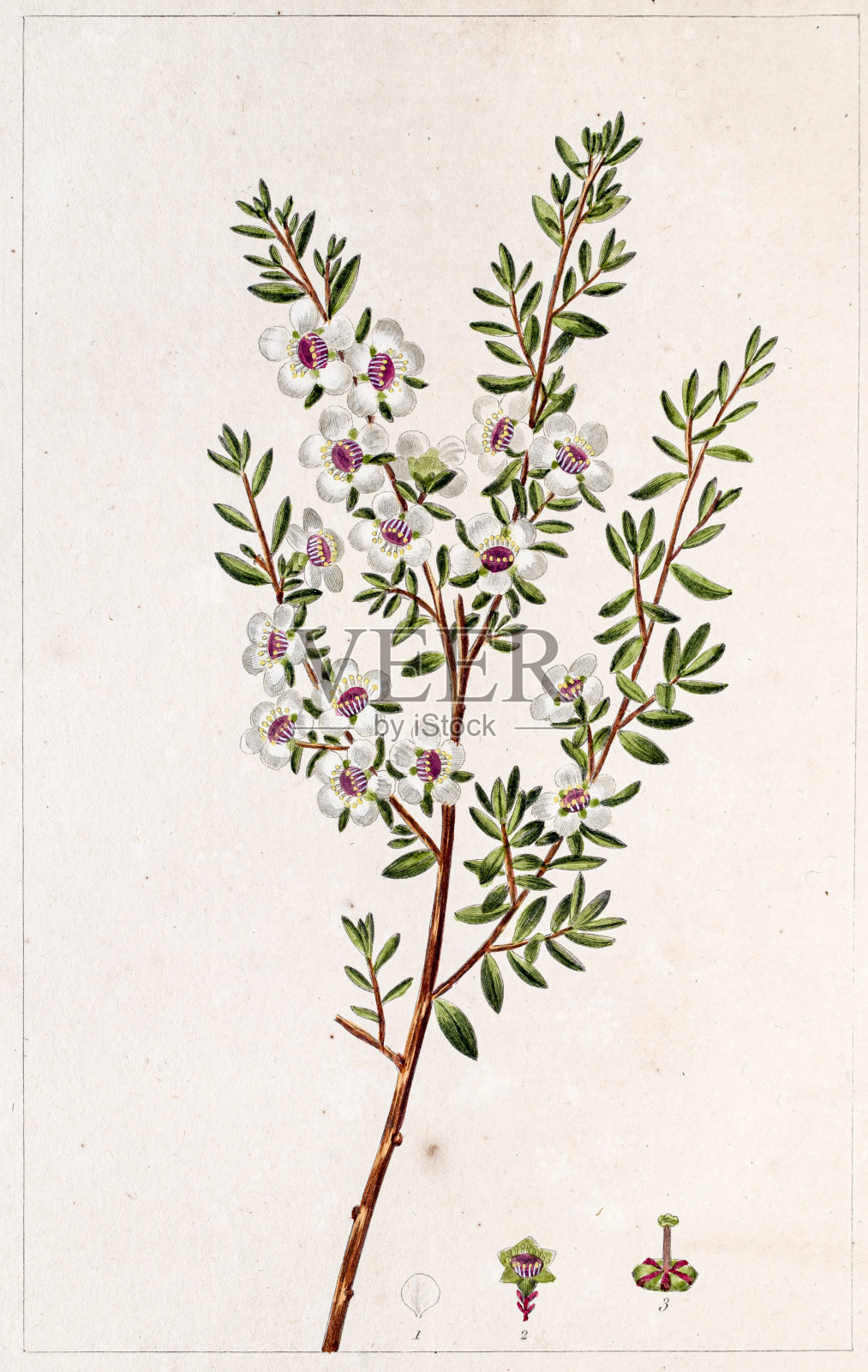 细荚古植物版画插画图片素材