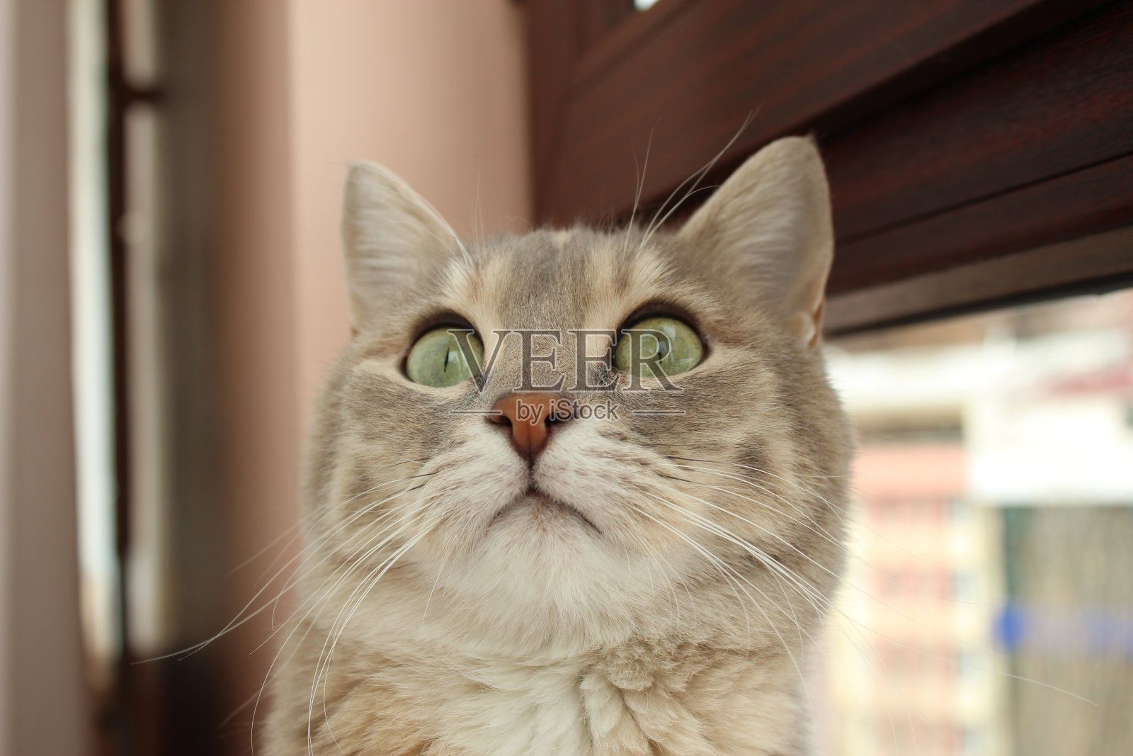 美丽的猫脸特写照片摄影图片