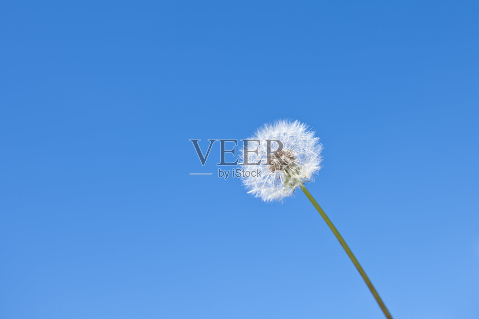 蒲公英映衬着清澈的蓝天照片摄影图片