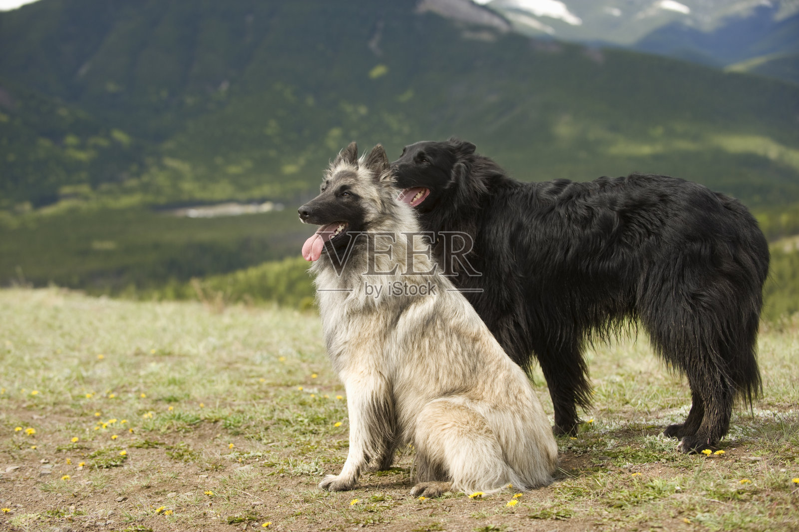 比利时牧羊犬。照片摄影图片