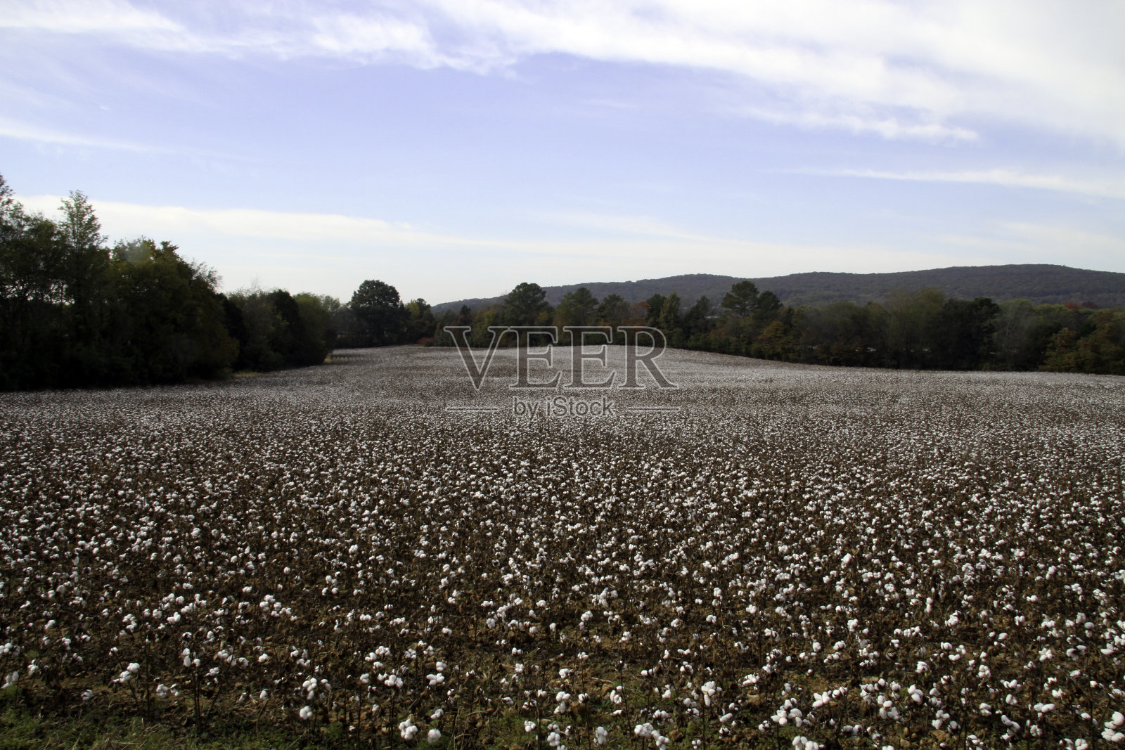 棉花地里照片摄影图片