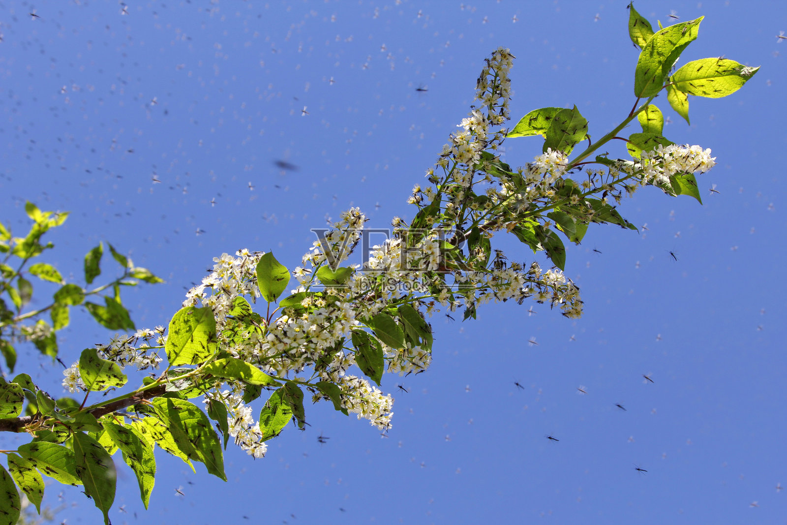 蚊子照片摄影图片