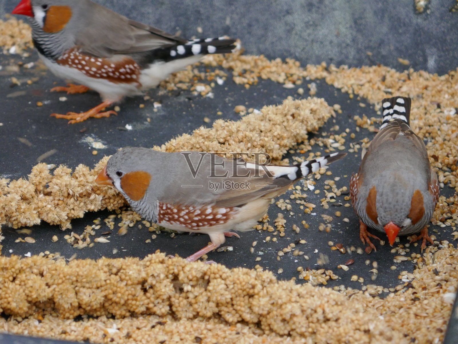 宠物鸣鸟照片摄影图片