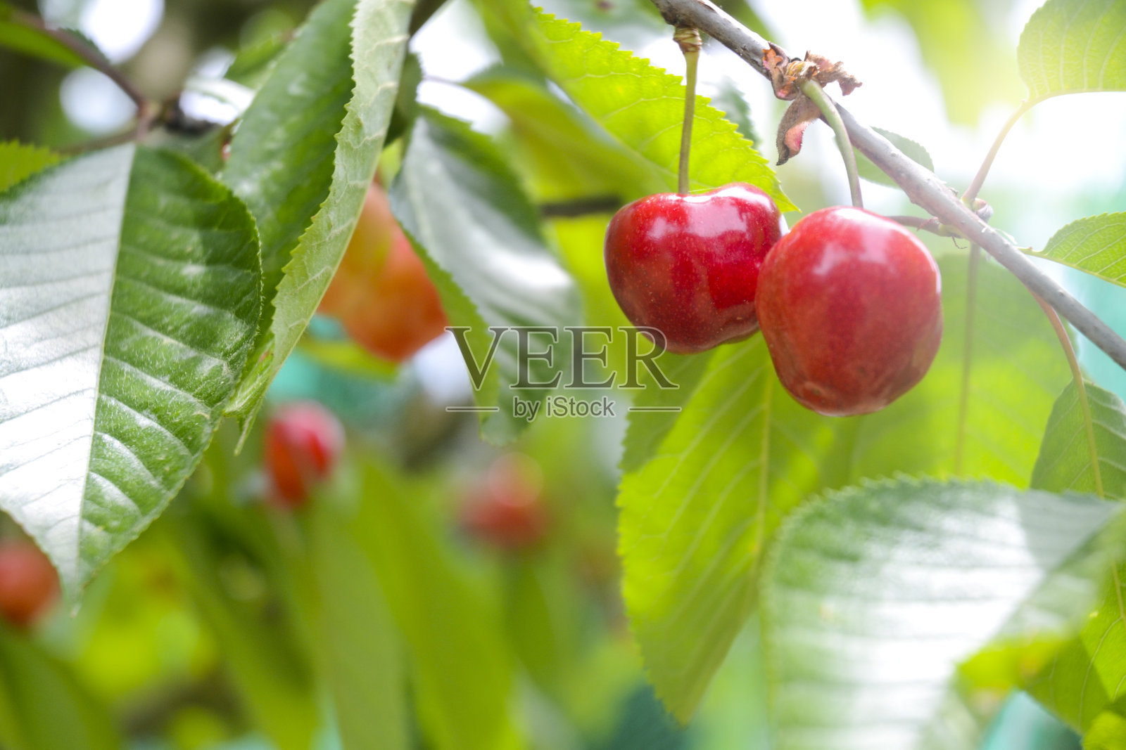 樱桃树照片摄影图片