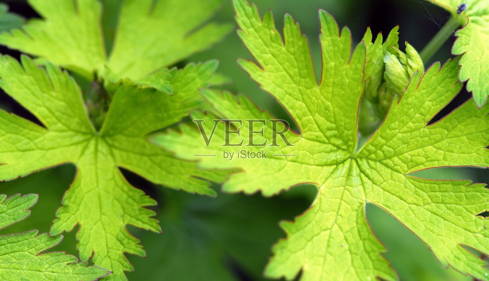 天竺葵照片摄影图片