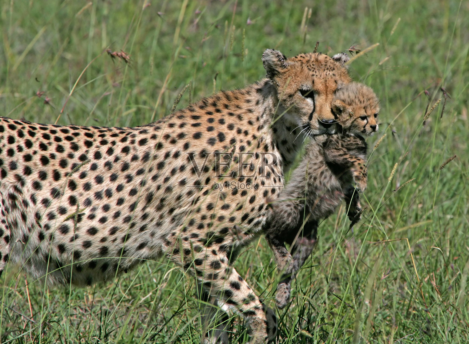 猎豹的观点照片摄影图片