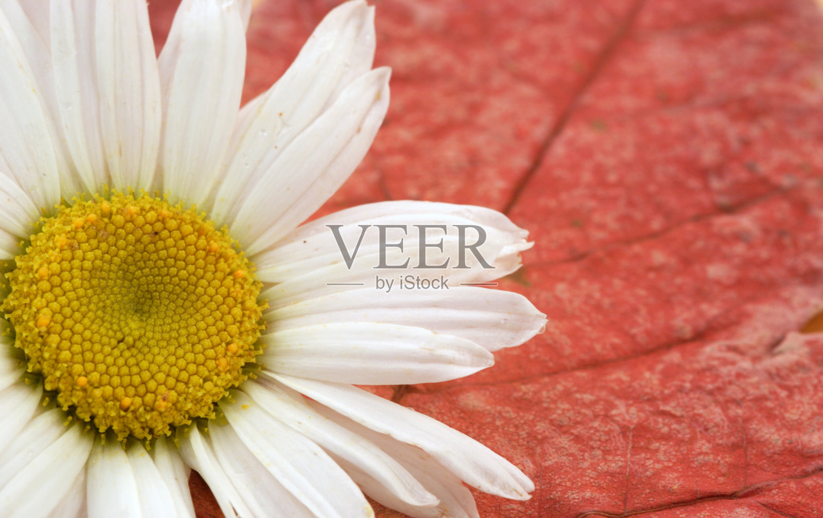 春天与秋天照片摄影图片