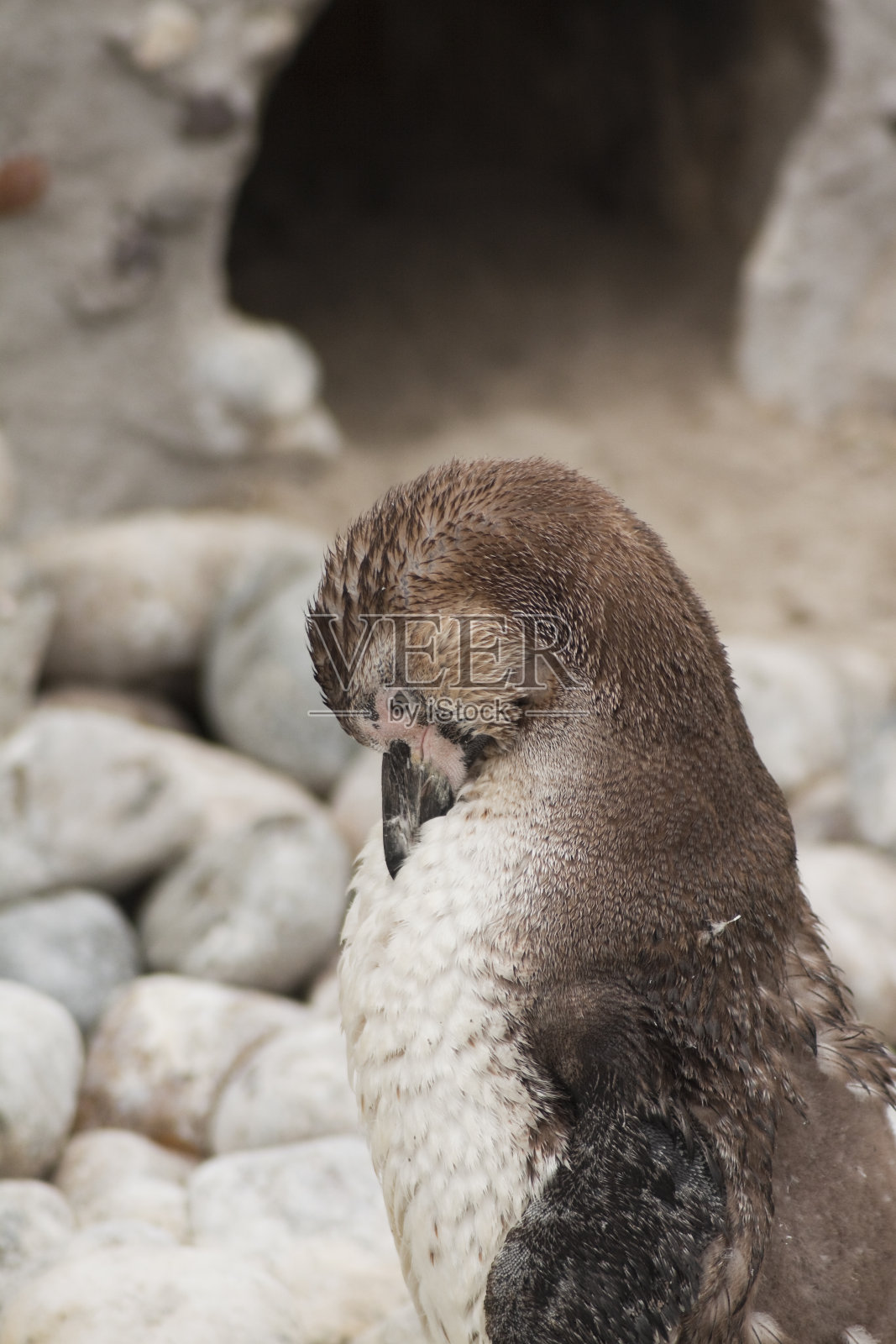 企鹅照片摄影图片