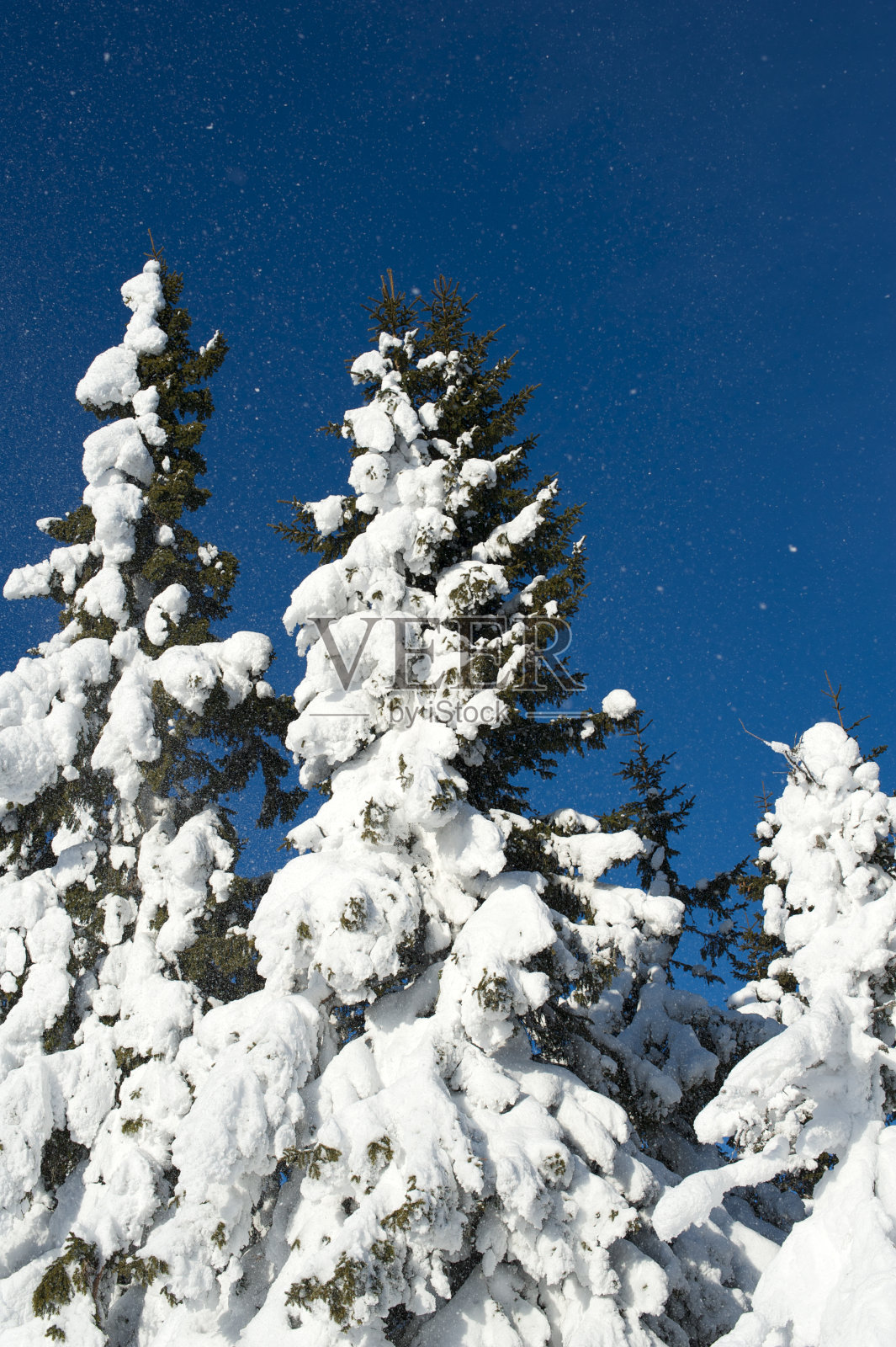 冬天，白雪覆盖的挪威云杉映衬着蓝天照片摄影图片