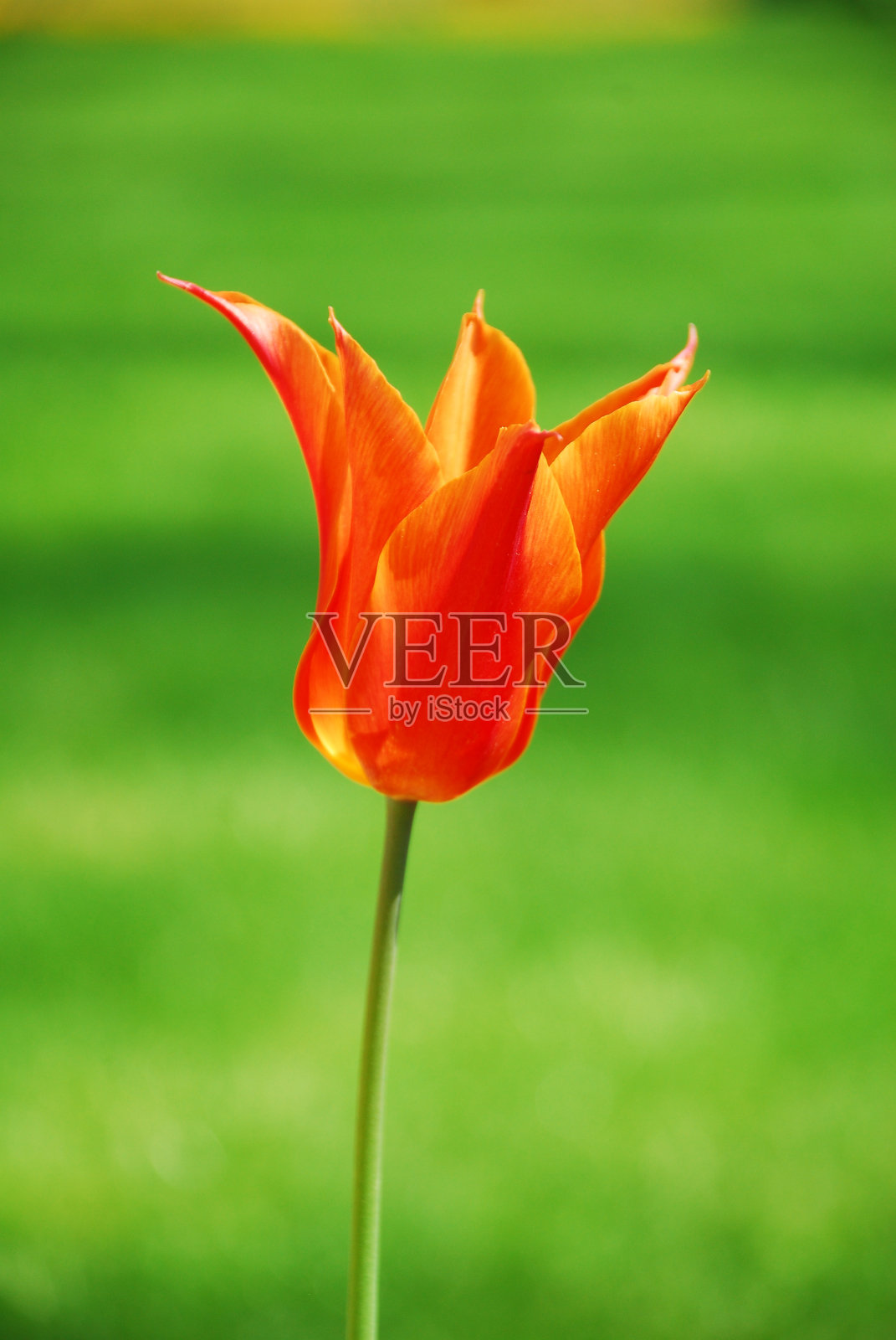 美丽的郁金香照片摄影图片