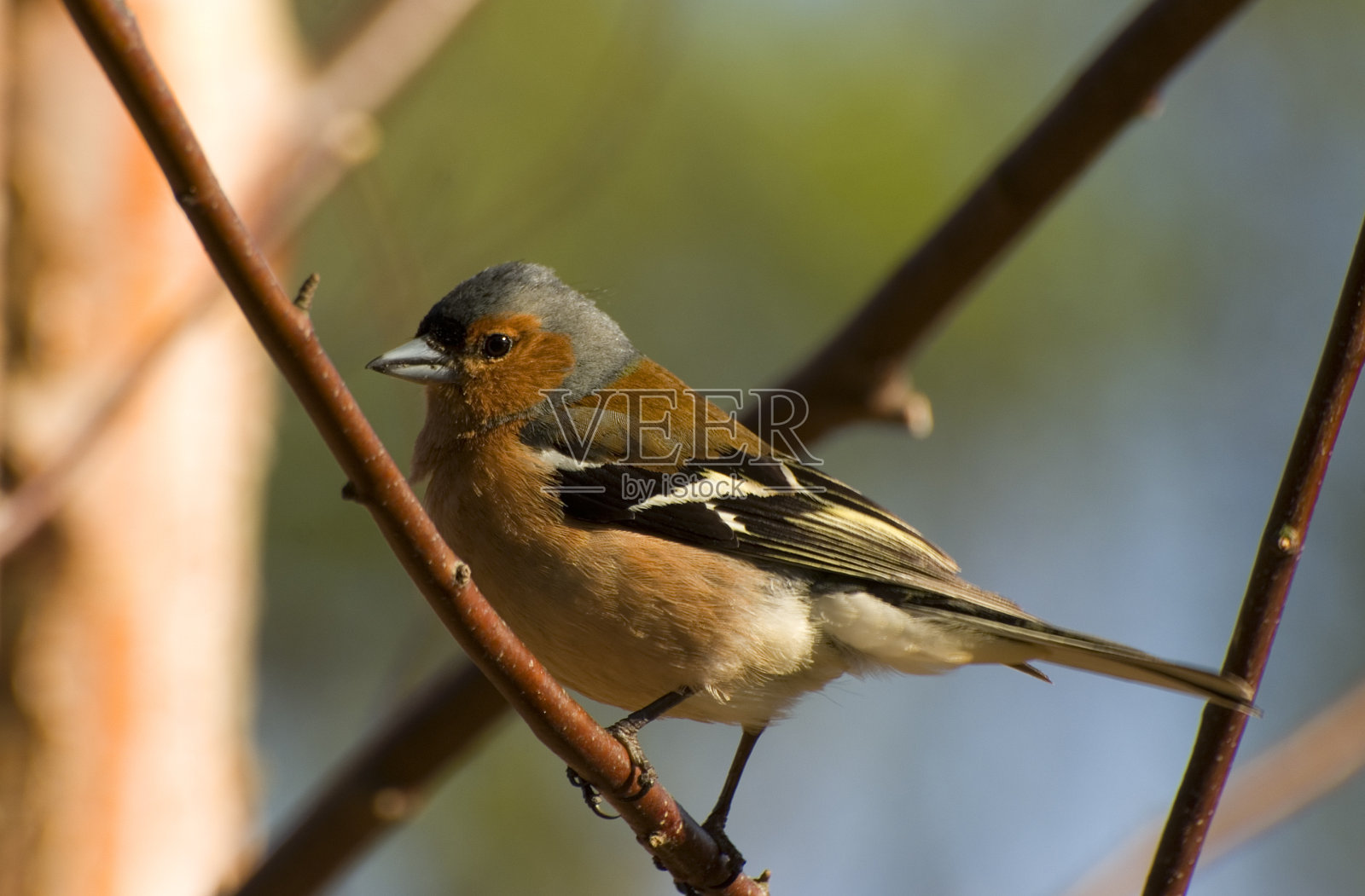 查芬奇（弗林吉拉·科莱布斯）照片摄影图片