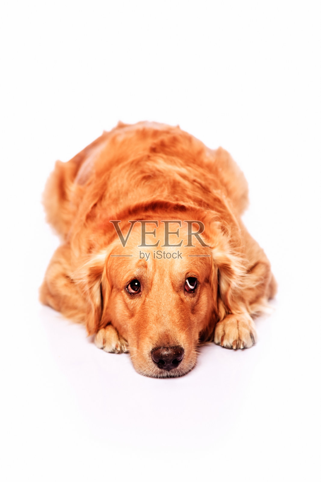 悲伤的小金毛寻回犬照片摄影图片