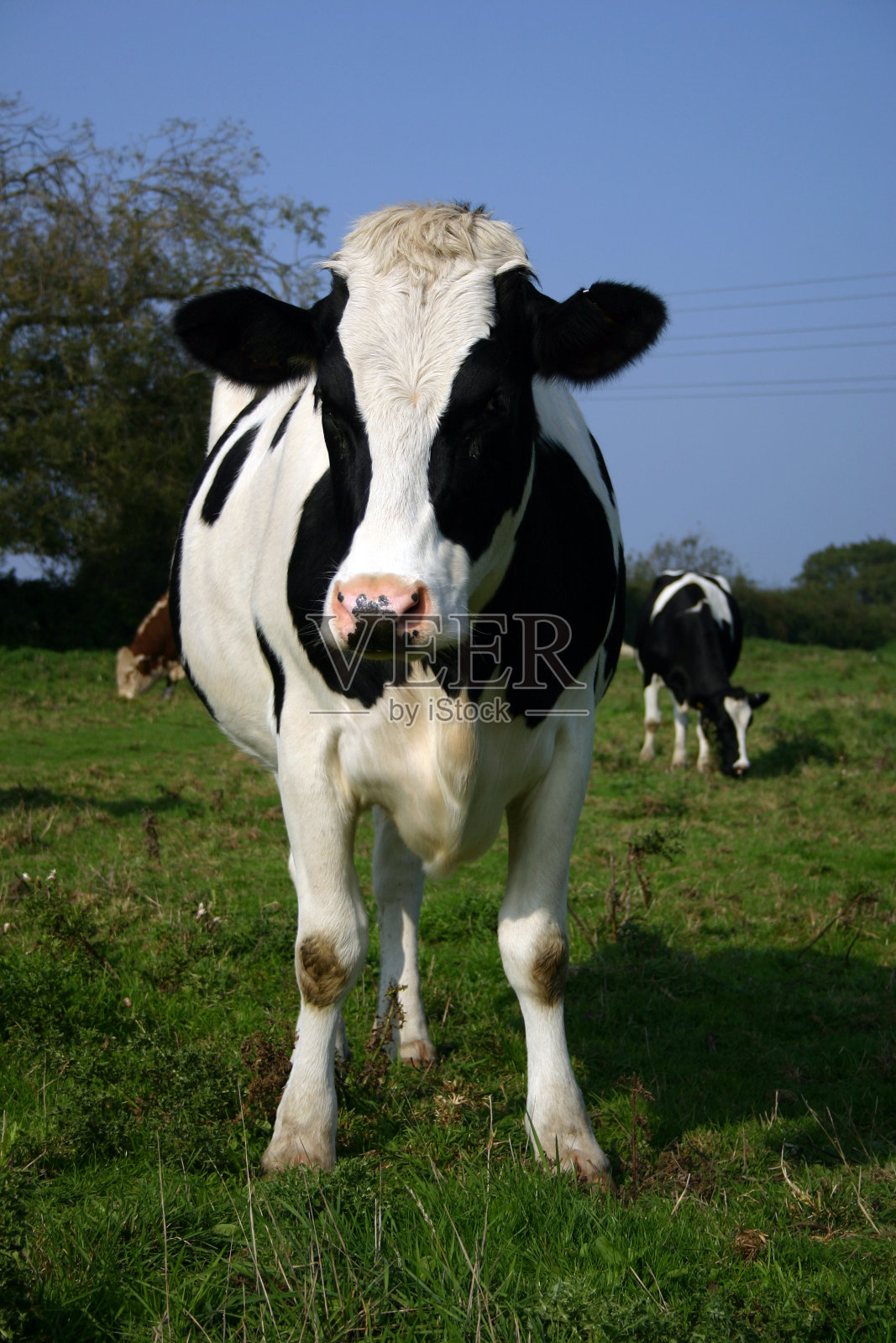 牛照片摄影图片