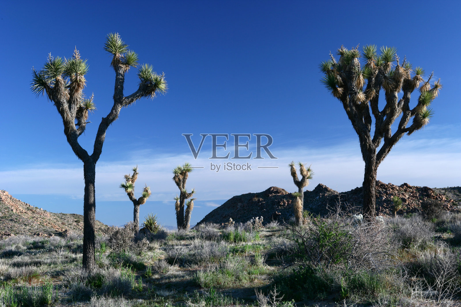 约书亚树照片摄影图片