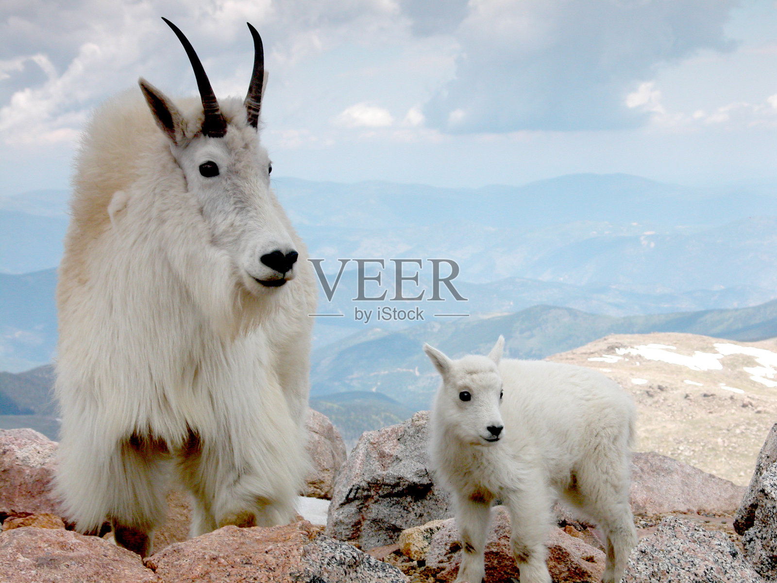 野山羊照片摄影图片