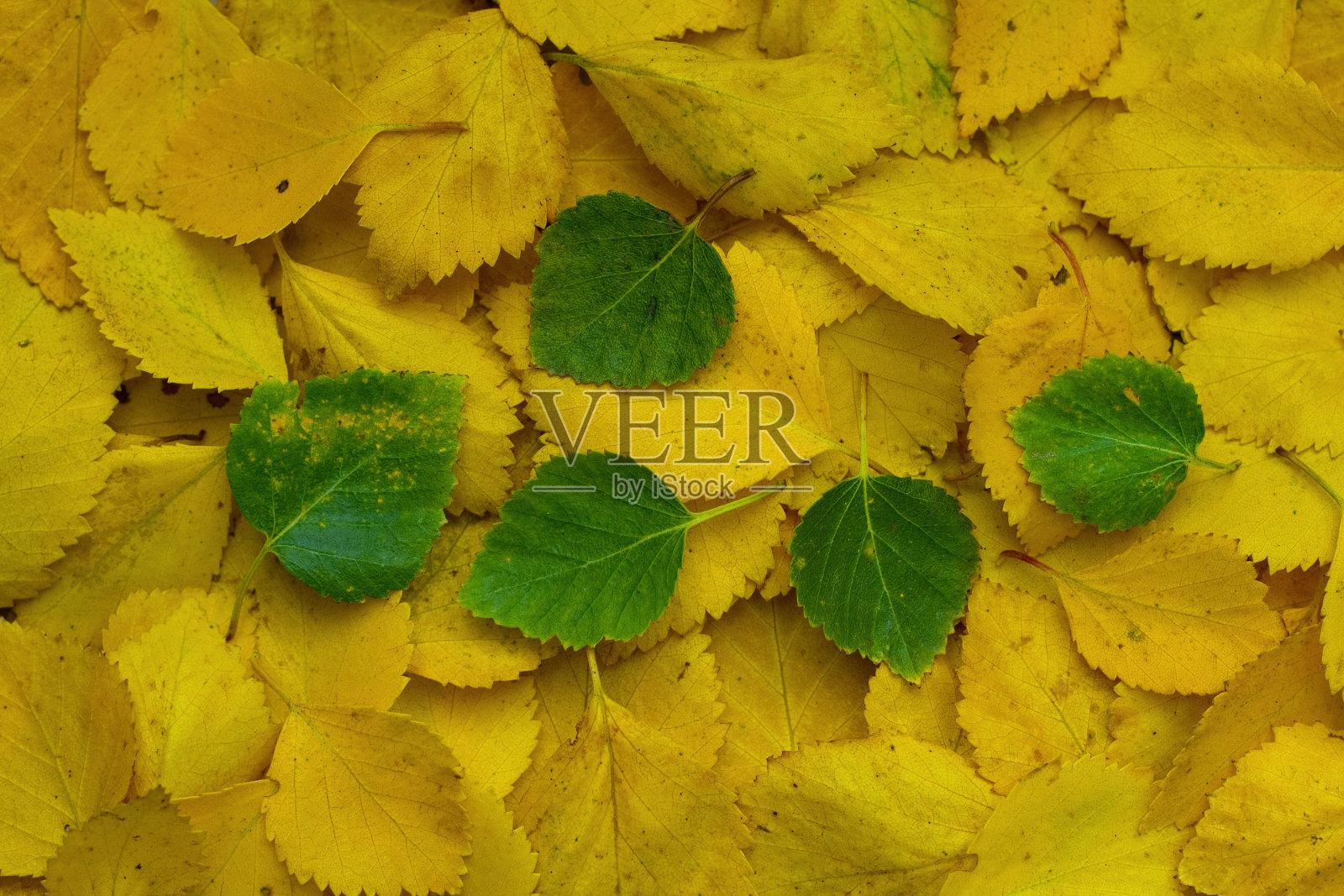 黄叶和五片绿叶——秋天照片摄影图片