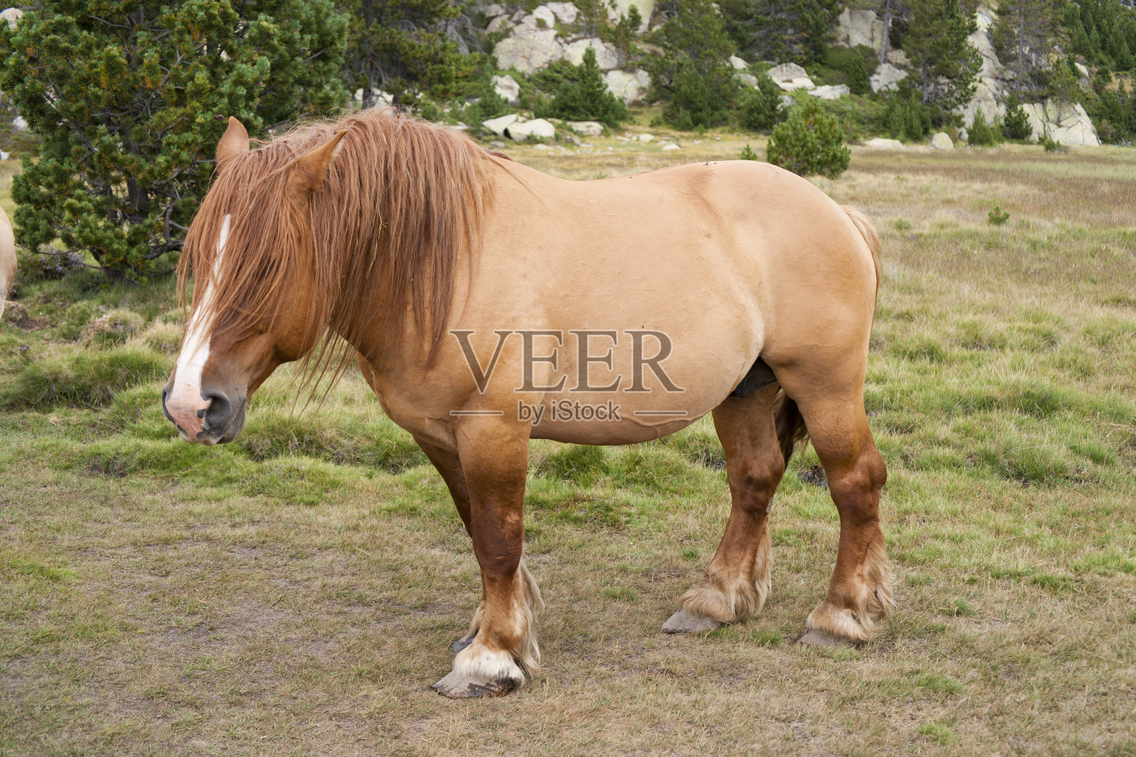 野马照片摄影图片