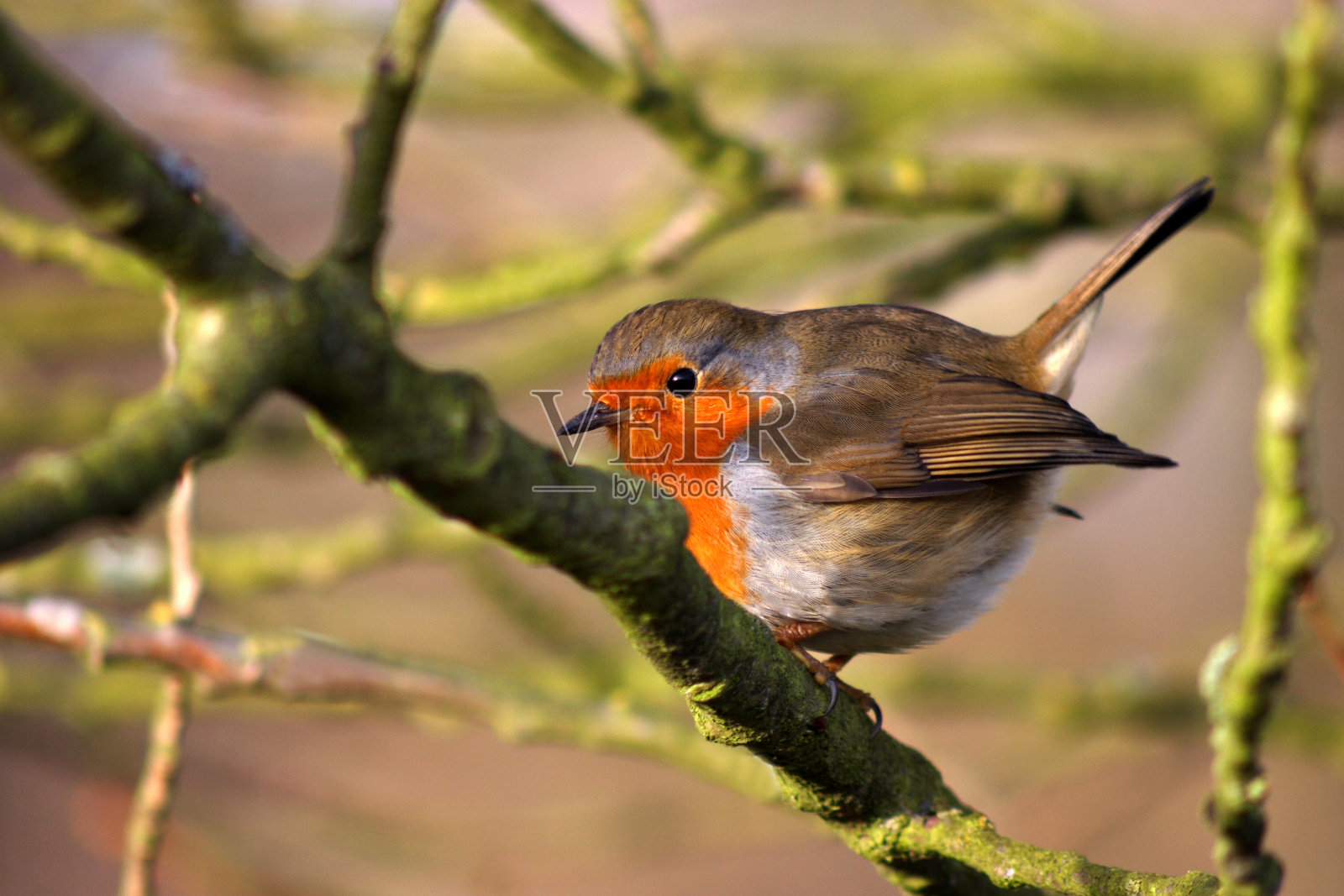 即将飞翔的知更鸟——红鹤照片摄影图片