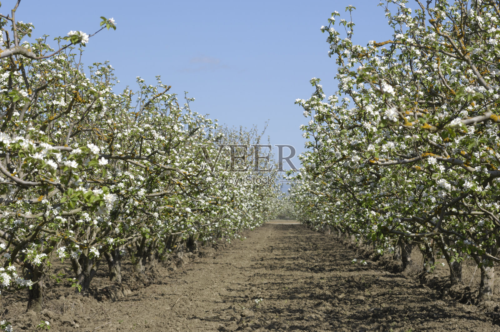 开花苹果园照片摄影图片