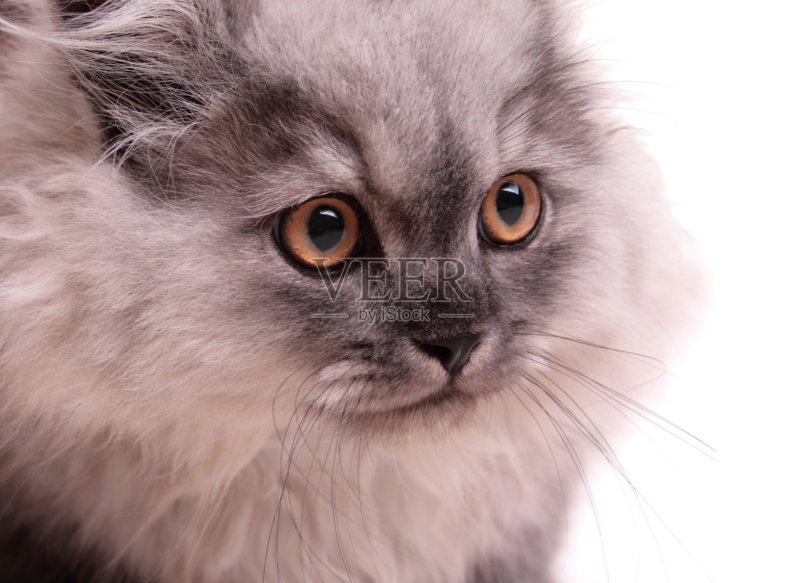 波斯猫特写镜头照片摄影图片