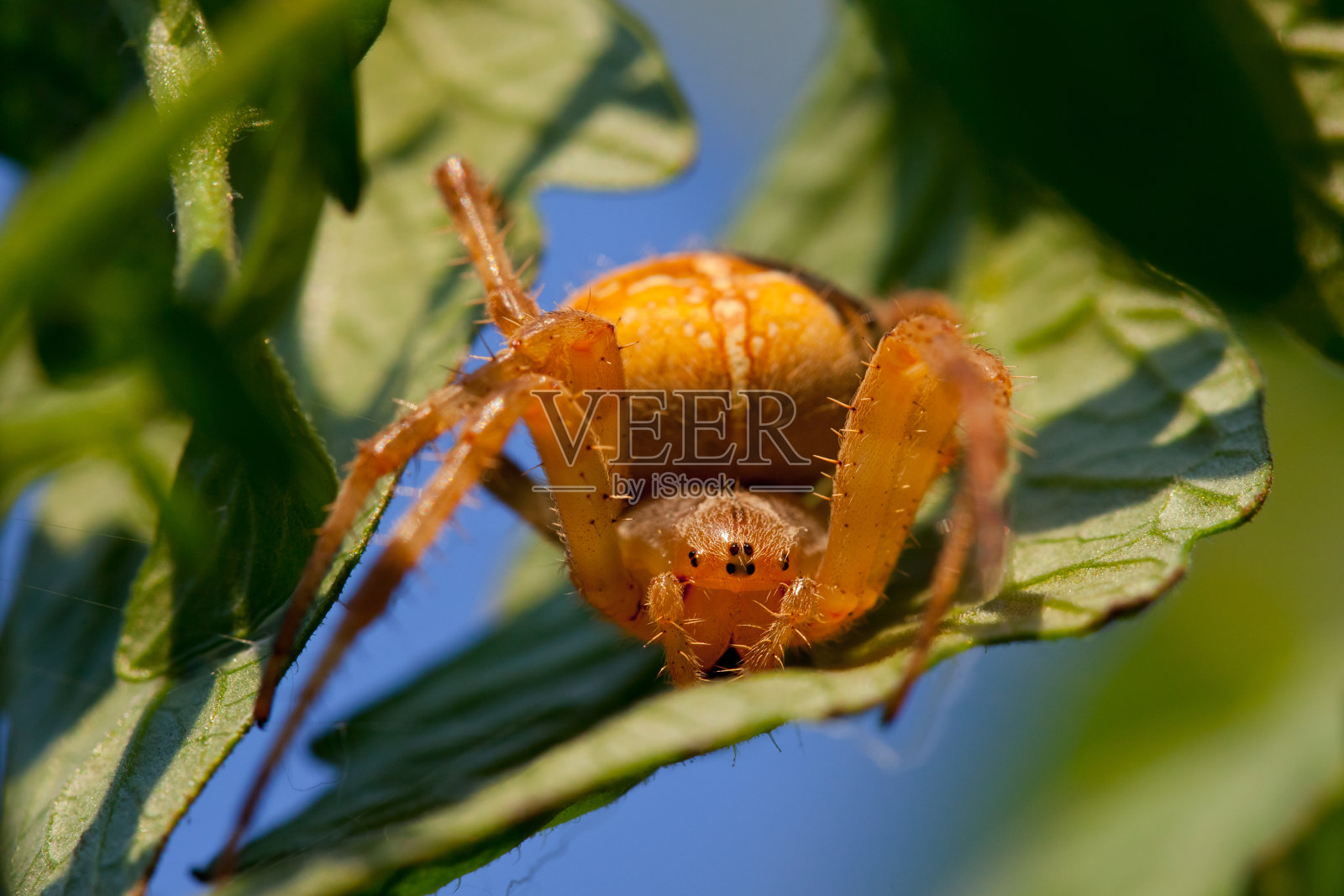 傍晚光线下的大型欧洲花园蜘蛛照片摄影图片