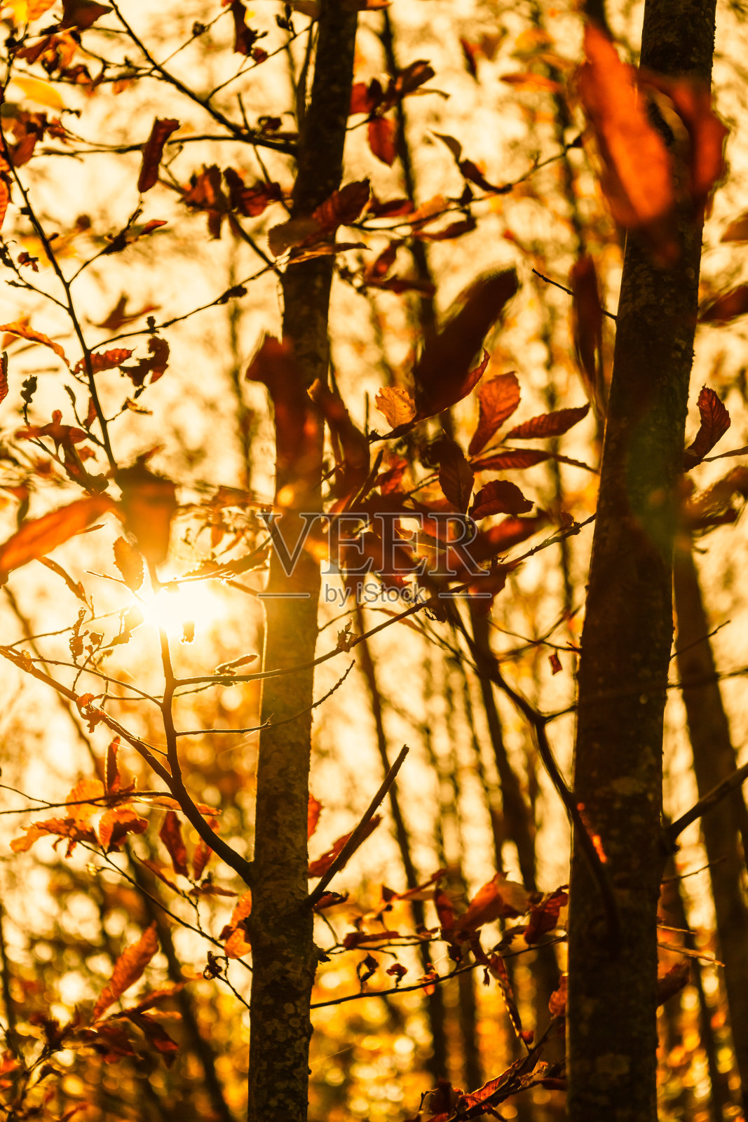 落日阳光下的秋天森林照片摄影图片