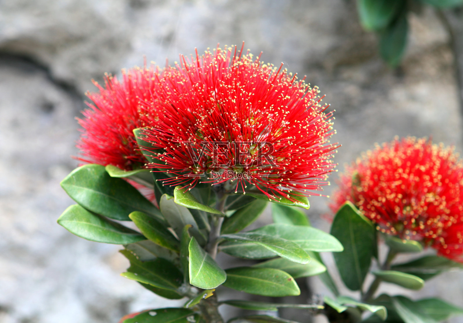 Pohutukawa花照片摄影图片