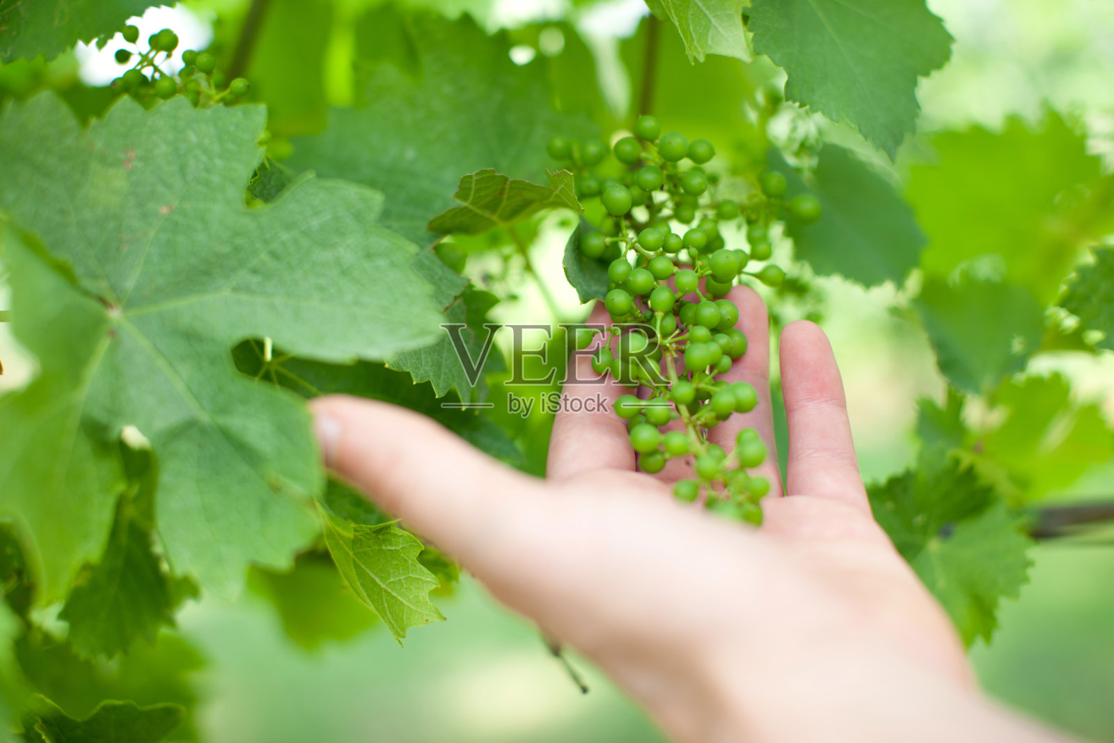 年轻的葡萄照片摄影图片