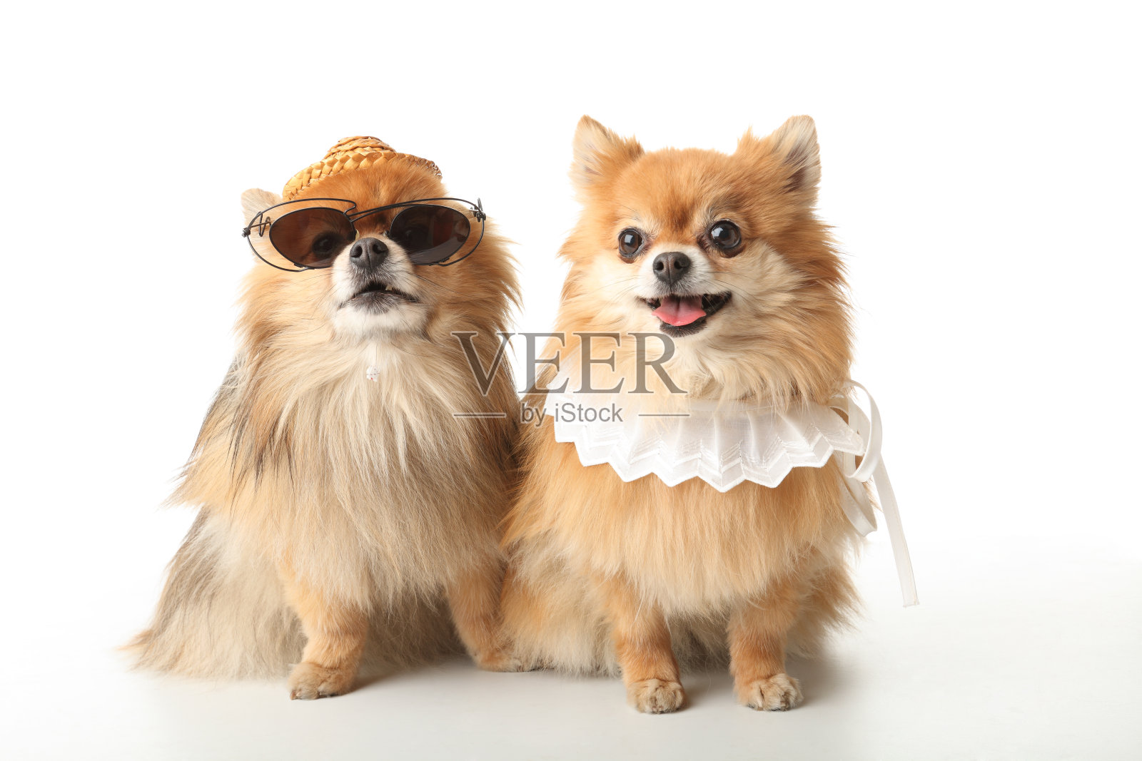 有趣的狗照片摄影图片