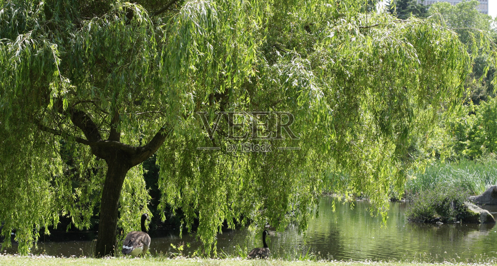 垂柳树和加拿大鹅在温哥华公园照片摄影图片